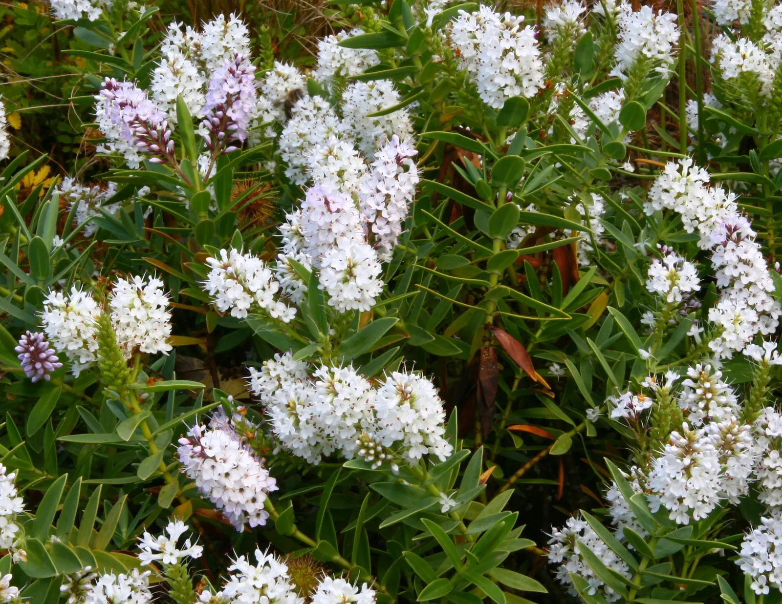 Evergreen Veronicas (Hebe Species) — Minimal pruning maintains its neat appearance, making it a low-maintenance addition to any garden design; hebe, image 76