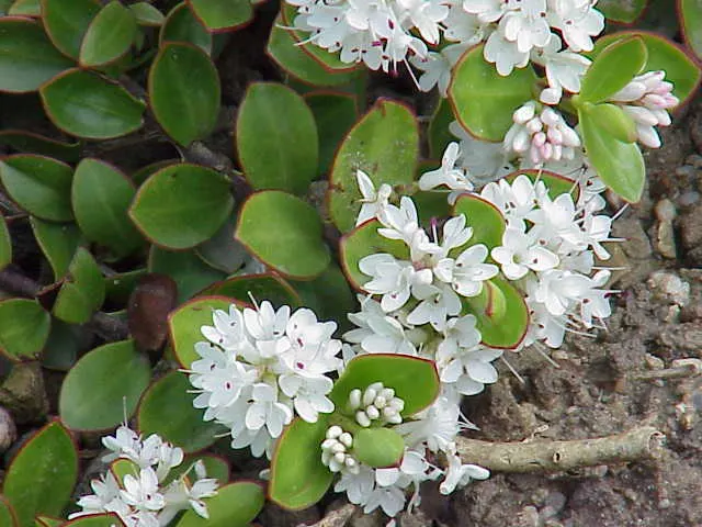 Evergreen Veronicas (Hebe Species) — shrub with lavender and pink and purple blooms