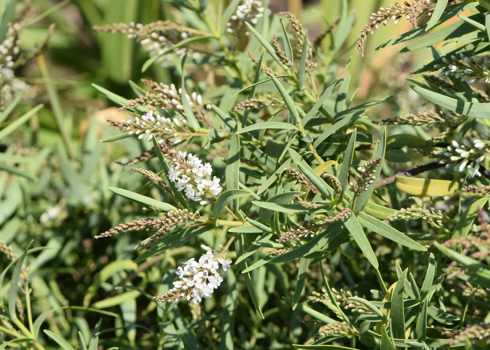 Evergreen Veronicas (Hebe Species) — lavender and pink and purple flowers in the garden; these robust plants are characterized by their glossy, image 70