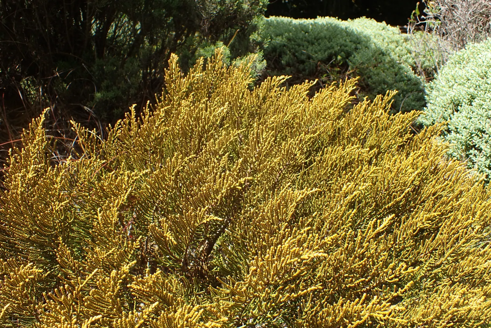 Evergreen Veronicas (Hebe Species) — The plants are resilient to coastal conditions