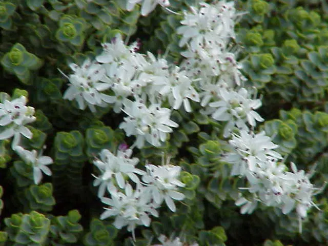 Evergreen Veronicas (Hebe Species) — Typically reaching 3-10 feet in height with a similar spread, it's ideal for year-round structure; the small, image 74