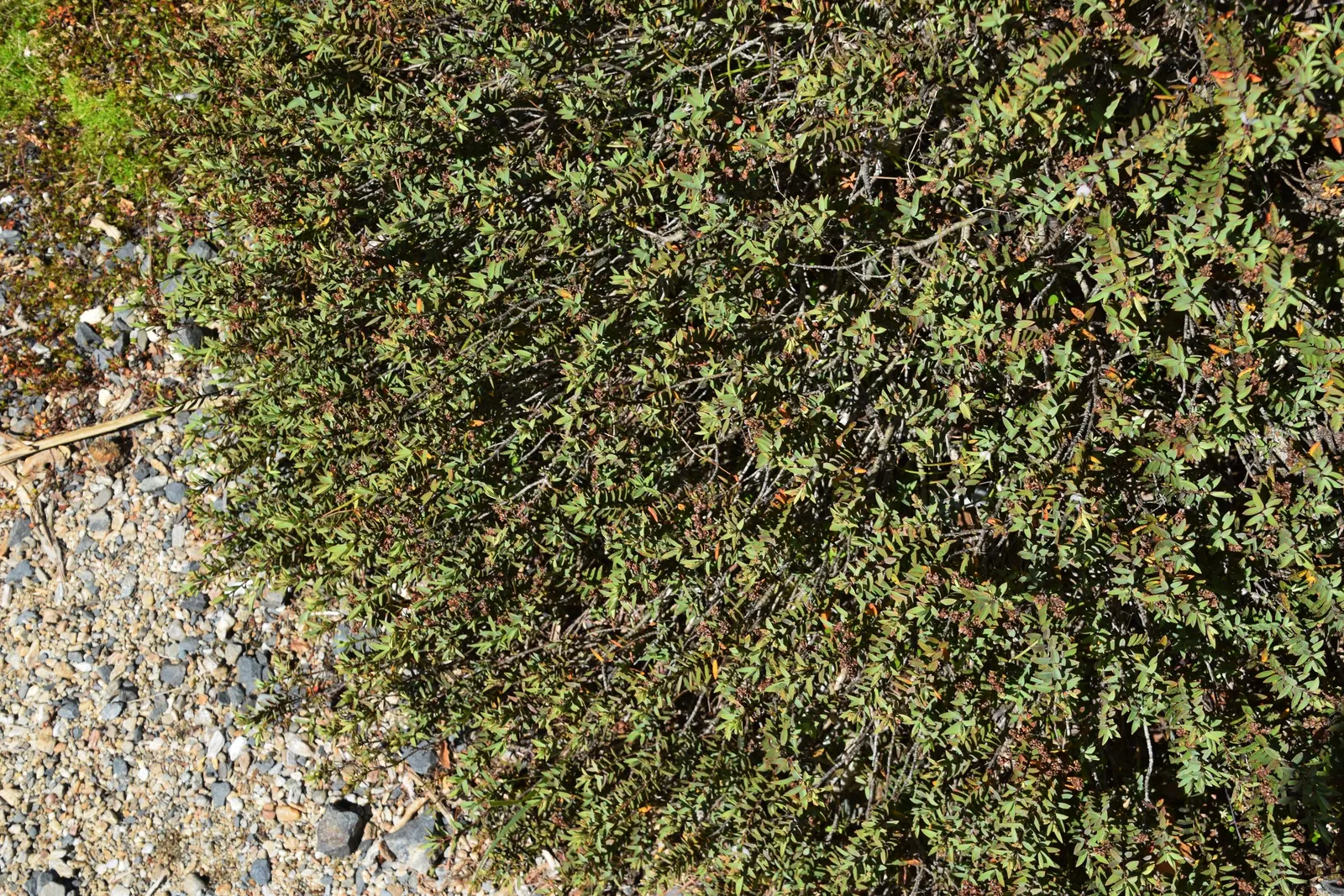 Evergreen Veronicas (Hebe Species) — spiky inflorescences at the terminals