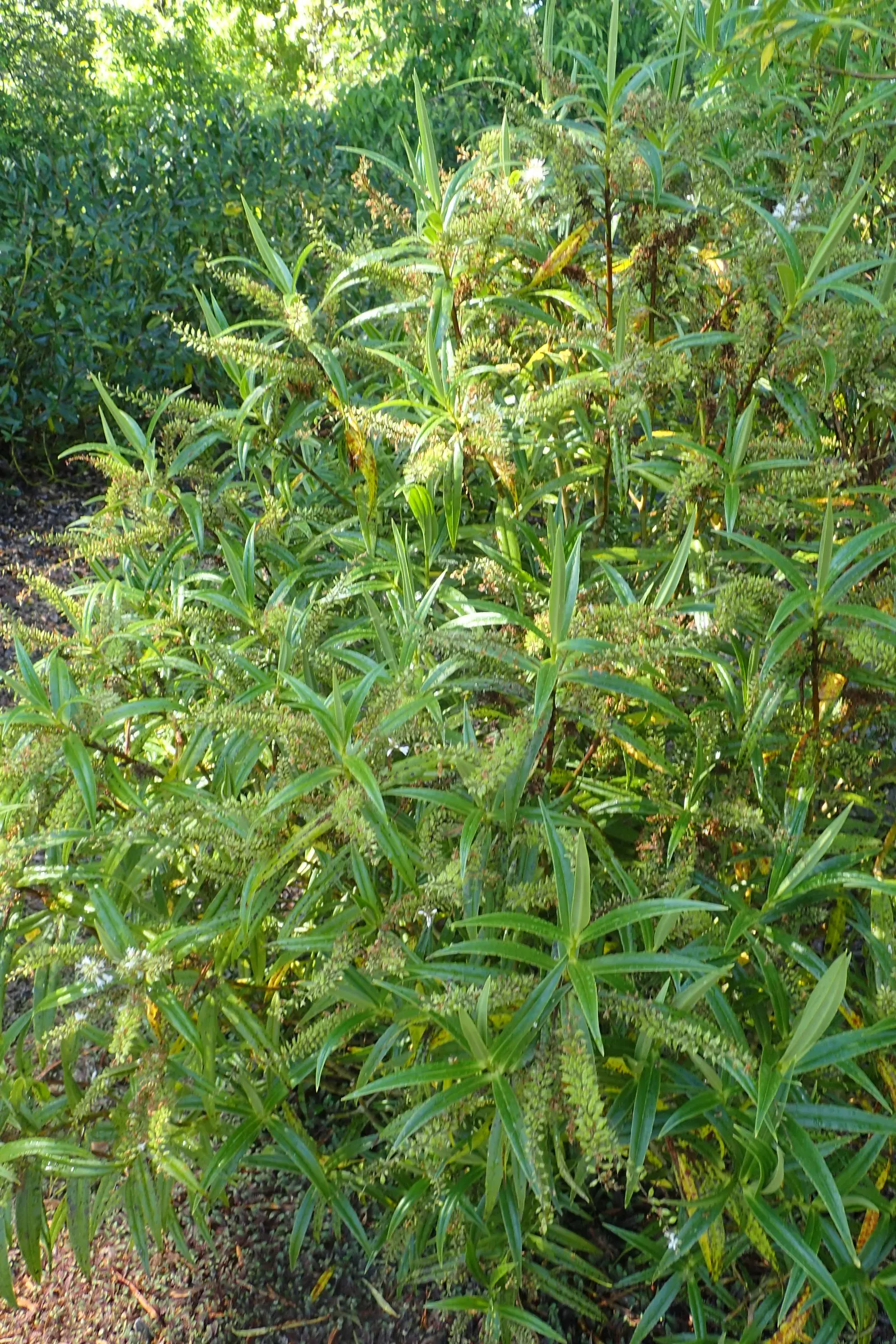 Evergreen Veronicas (Hebe Species) — Minimal pruning maintains its neat appearance, making it a low-maintenance addition to any garden design