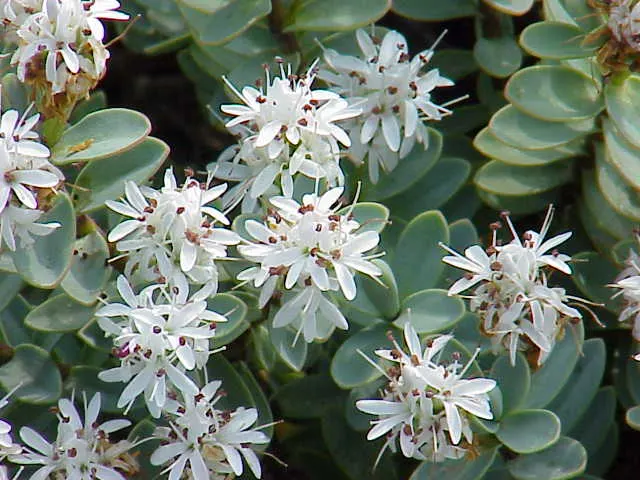 Evergreen Veronicas (Hebe Species) — Thriving in zones 7-10, Hebe prefers well-drained soil and full to partial sun exposure