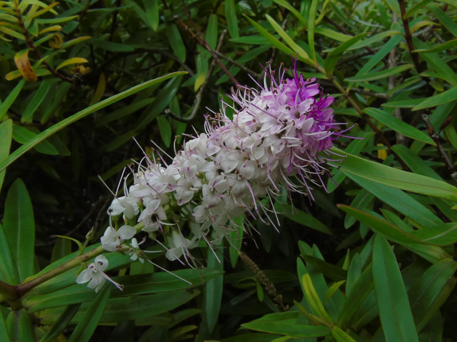 Evergreen Veronicas (Hebe Species) — showcasing a spectrum of colors including white; the plants are resilient to coastal conditions, image 61