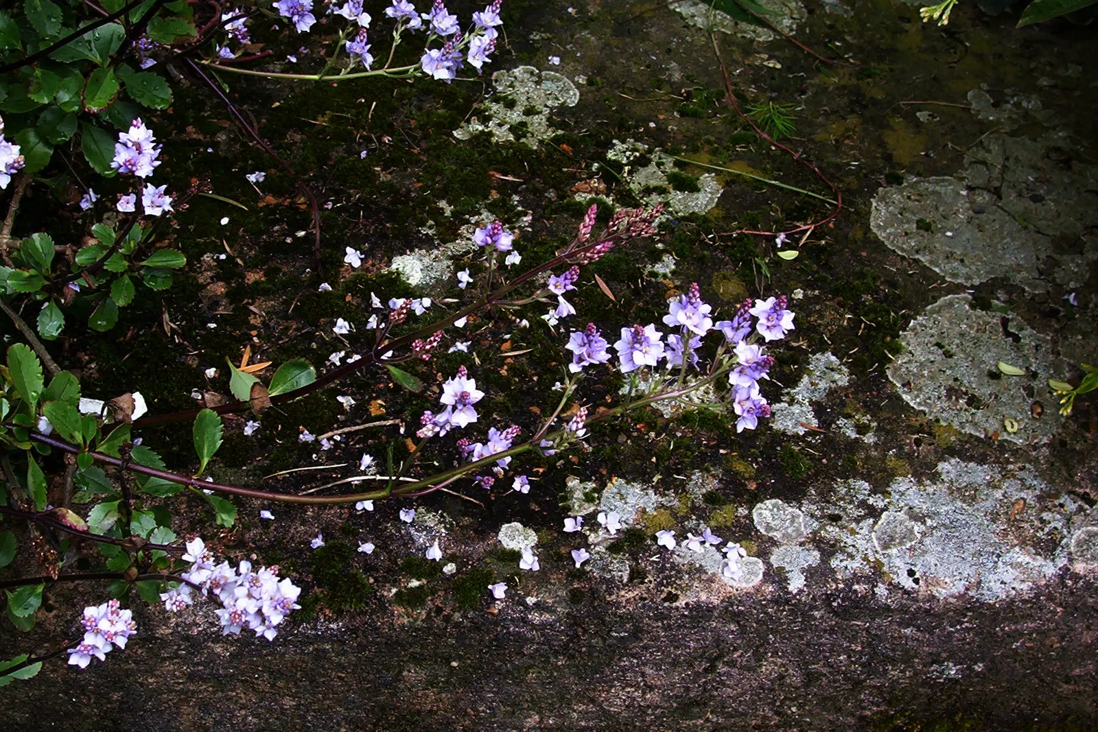 Evergreen Veronicas (Hebe Species) — which occurs from early summer to fall; hebes prefer well-draining soil and a position in full sun to partial shade