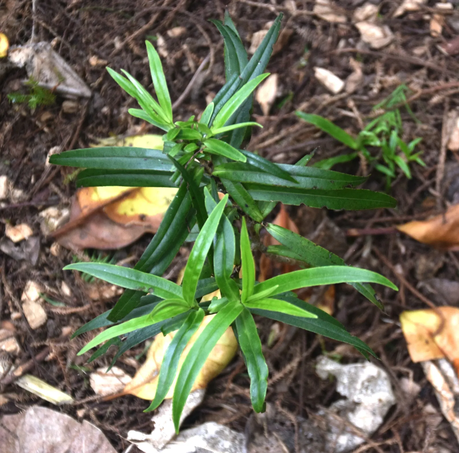 Evergreen Veronicas (Hebe Species) — Thriving in zones 7-10, Hebe prefers well-drained soil and full to partial sun exposure; making them a, image 75