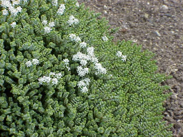 Evergreen Veronicas (Hebe Species) — making them a low-maintenance option for the busy gardener