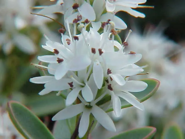 Evergreen Veronicas (Hebe Species) — Typically reaching 3-10 feet in height with a similar spread, it's ideal for year-round structure; the small but profuse