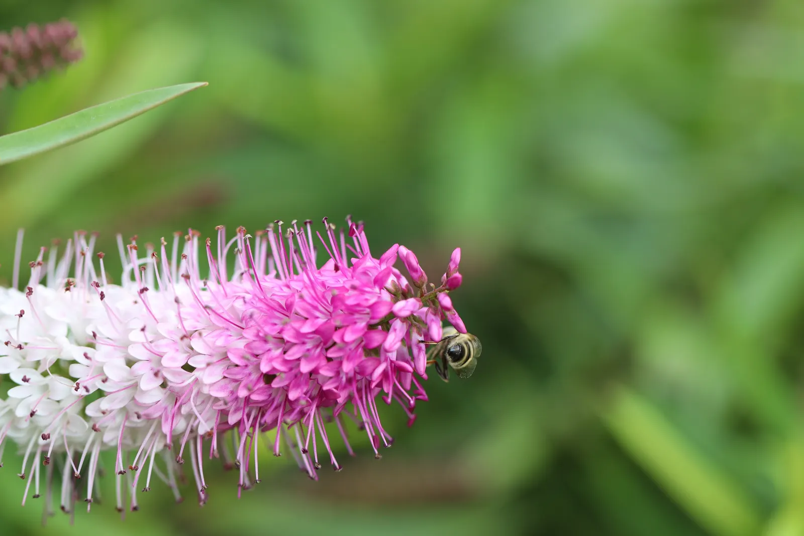Evergreen Veronicas (Hebe Species) — Hebe is a versatile evergreen shrub, prized for its lush foliage and spikes of white, purple, or pink flowers, image 49