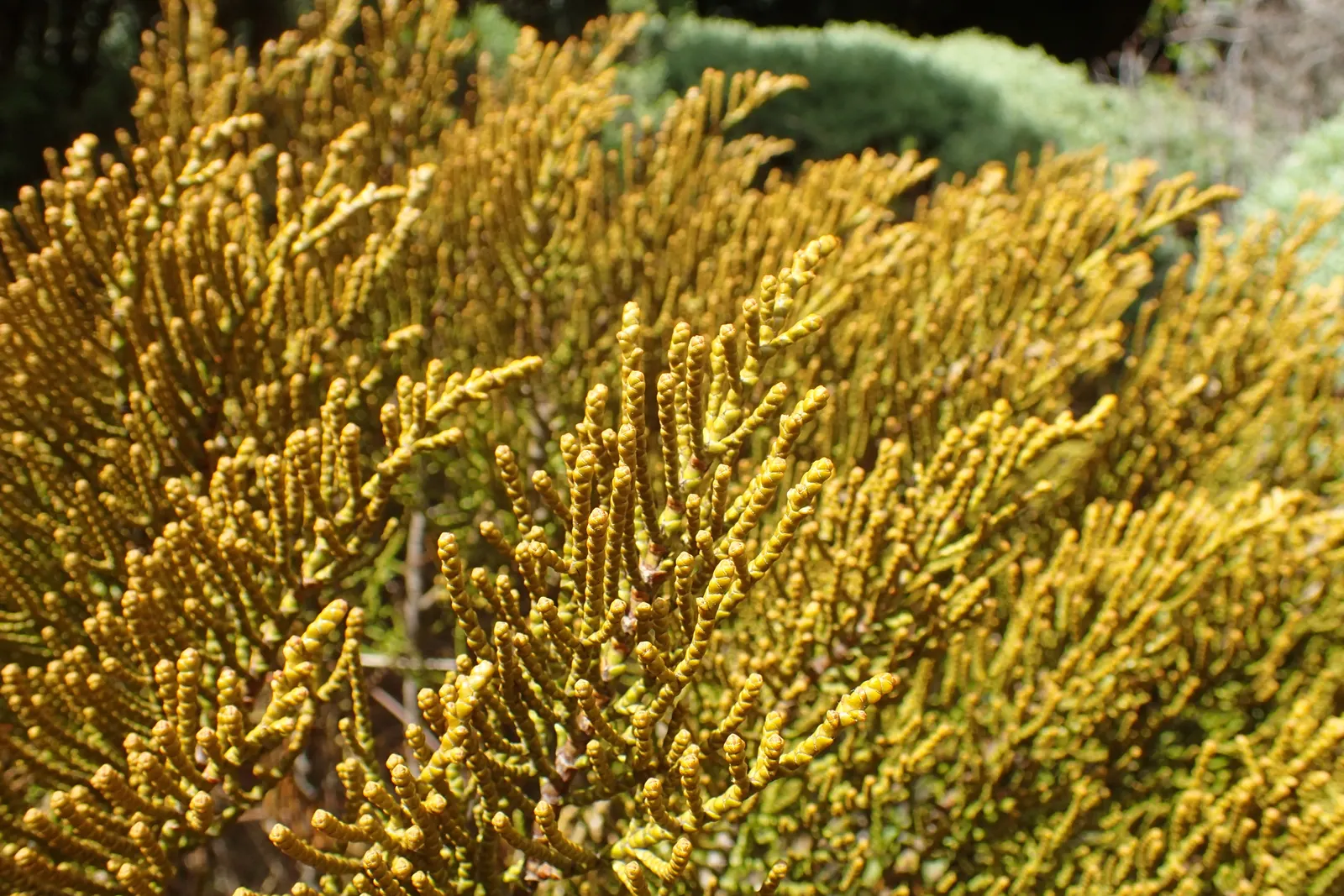 Evergreen Veronicas (Hebe Species) — The small but profuse flowers arrange themselves in dense; typically reaching 3-10 feet in height with a, image 59