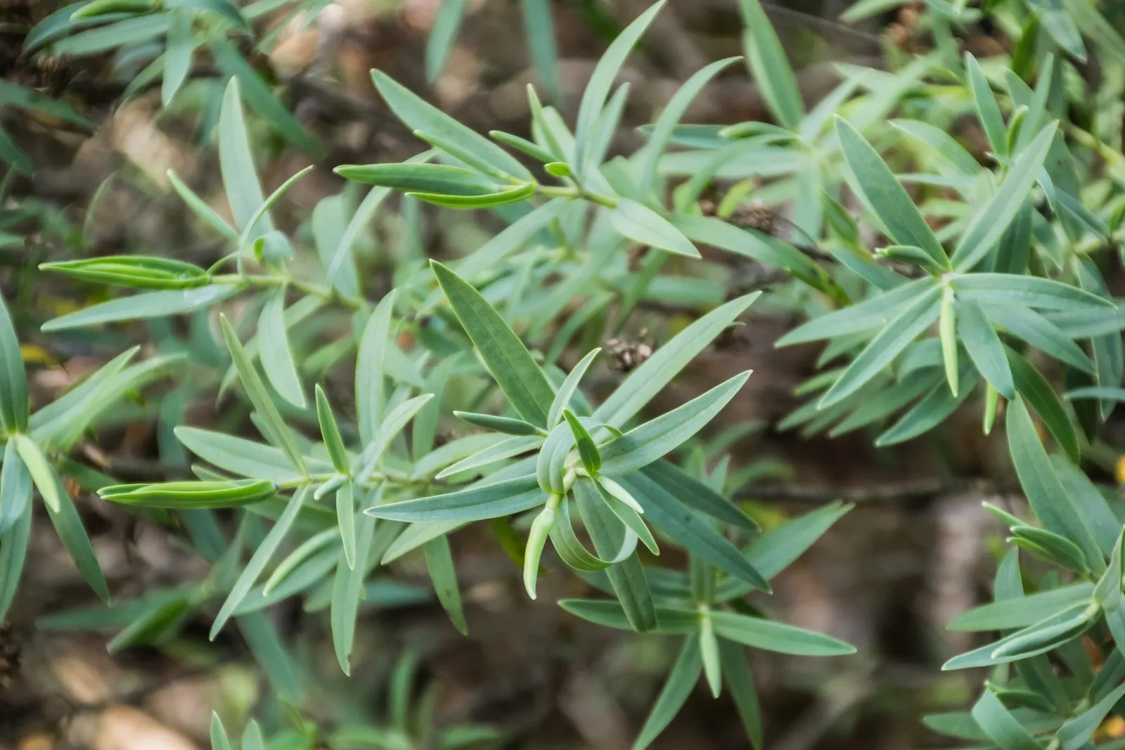 Evergreen Veronicas (Hebe Species) — spiky inflorescences at the terminals; as well as their compact and rounded growth habit that typically, image 60
