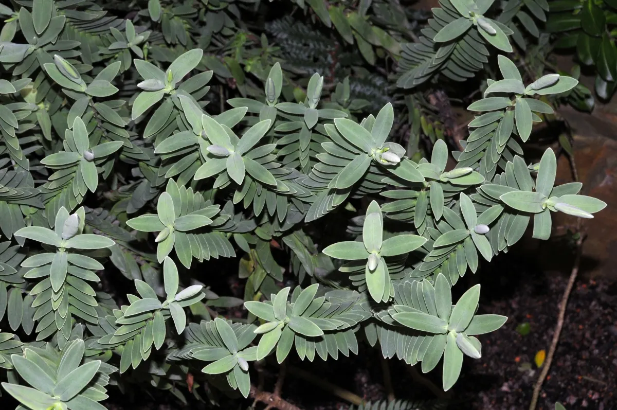 Evergreen Veronicas (Hebe Species) — commonly referred to as Hebe; they are well-suited for use in borders, as groundcover, or as a focal point in a mixed bed