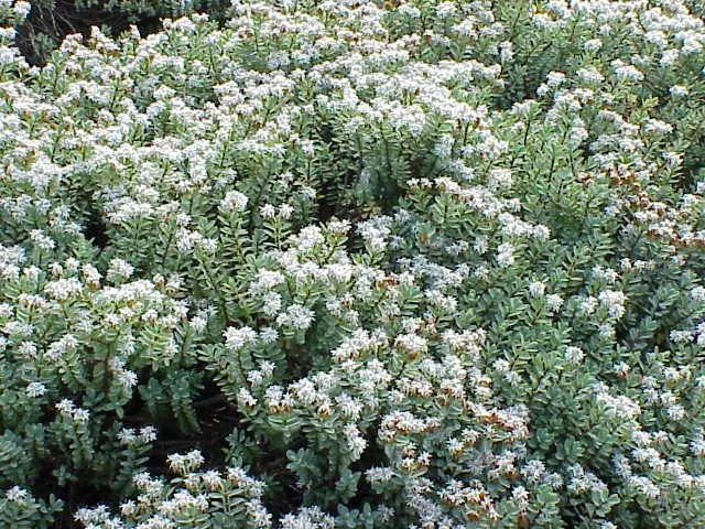 Evergreen Veronicas (Hebe Species) — Hebes offer great versatility