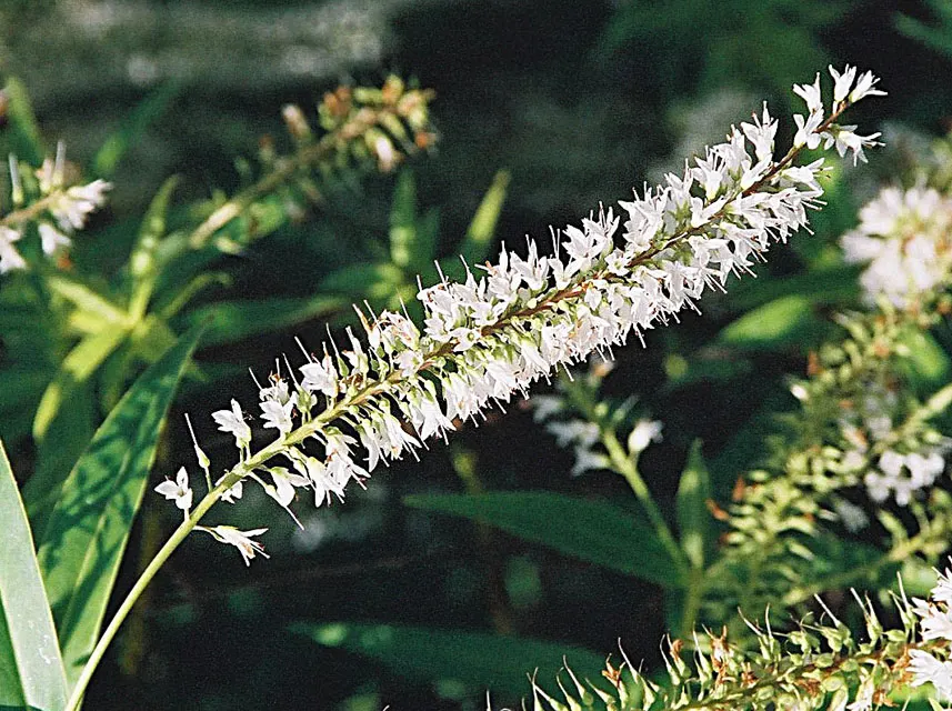 Evergreen Veronicas (Hebe Species) — Hebes prefer well-draining soil and a position in full sun to partial shade; which occurs from early summer to fall
