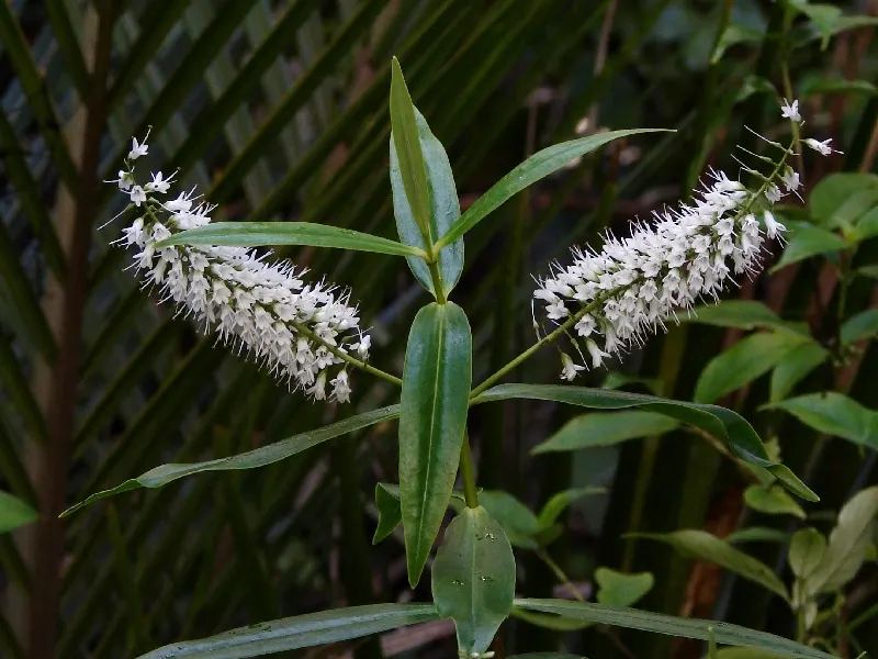 Evergreen Veronicas (Hebe Species) — leathery leaves that can range in color from deep green to variegated hues; suitable as a specimen or hedge plant