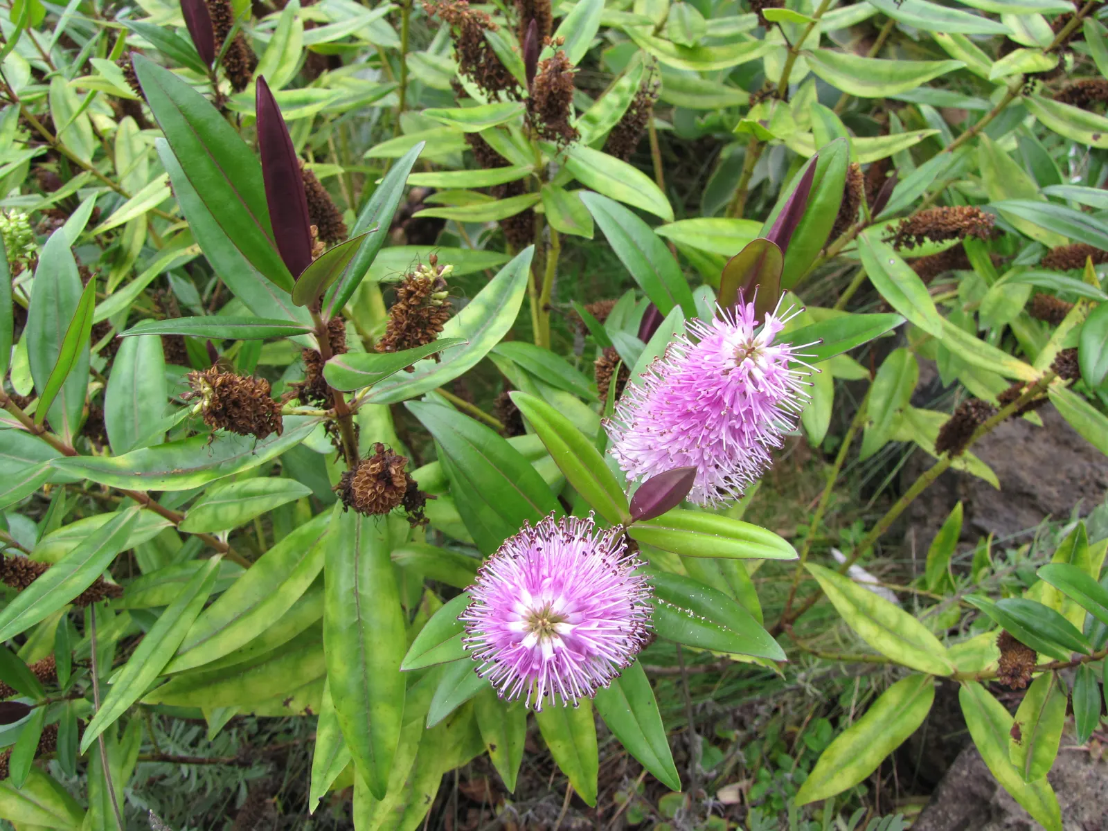 Evergreen Veronicas (Hebe Species) — evergreen garden all year round; shrub for full or half
