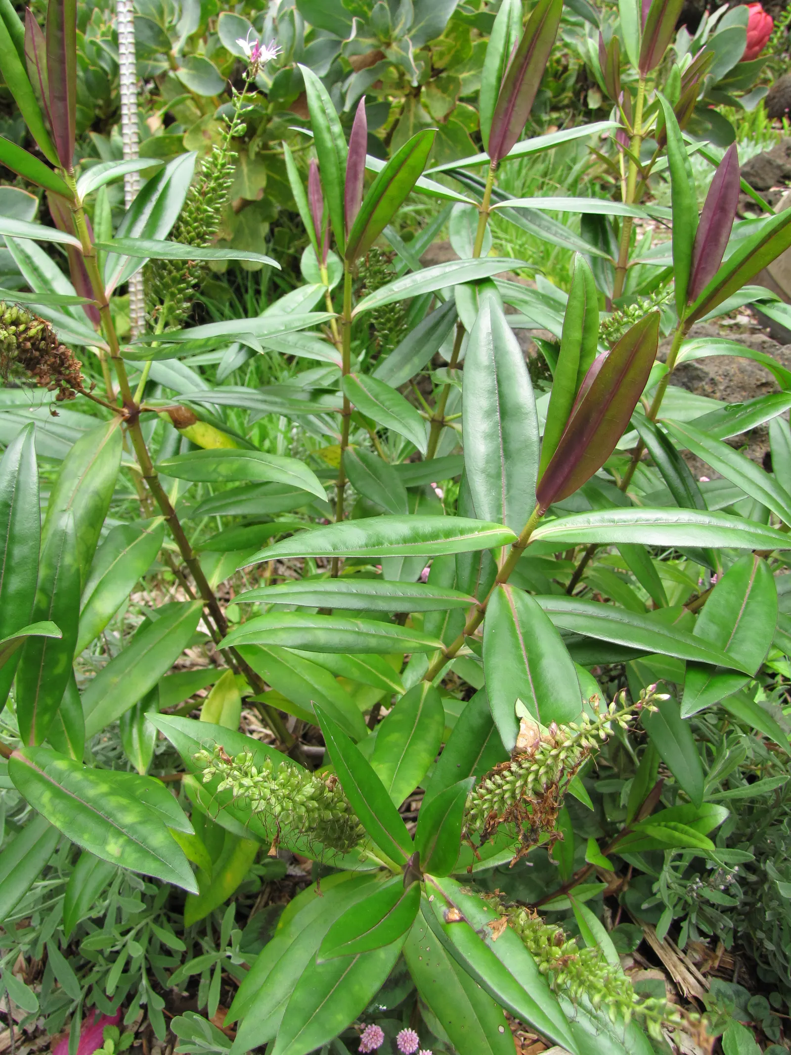 Evergreen Veronicas (Hebe Species) — Hebes offer great versatility; shrub with lavender and pink and purple blooms, image 62