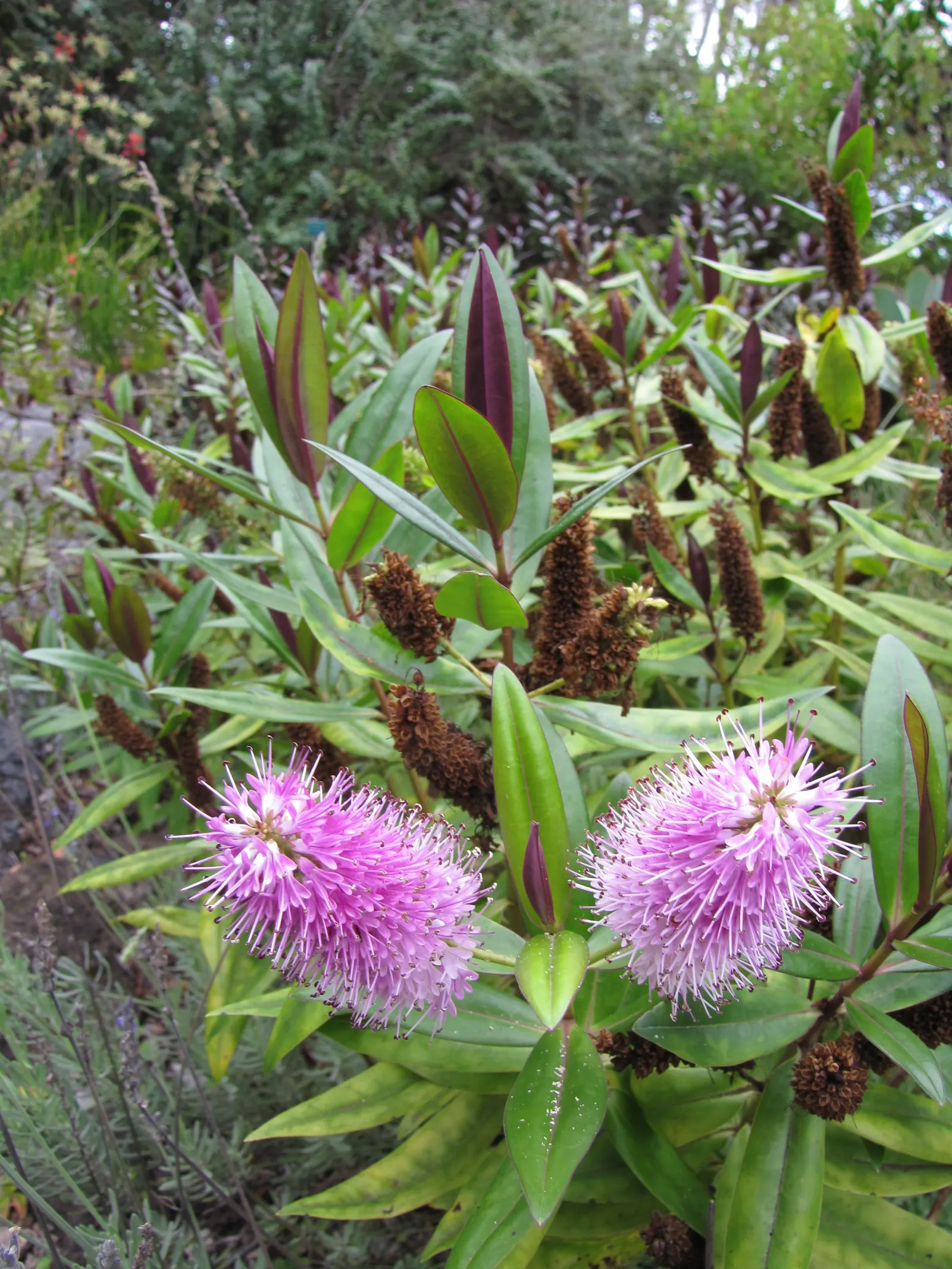 Evergreen Veronicas (Hebe Species) — which occurs from early summer to fall