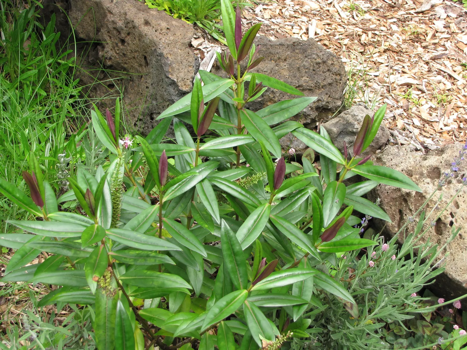 Evergreen Veronicas (Hebe Species) — making them a low-maintenance option for the busy gardener; thriving in zones 7-10, Hebe prefers well-drained soil and