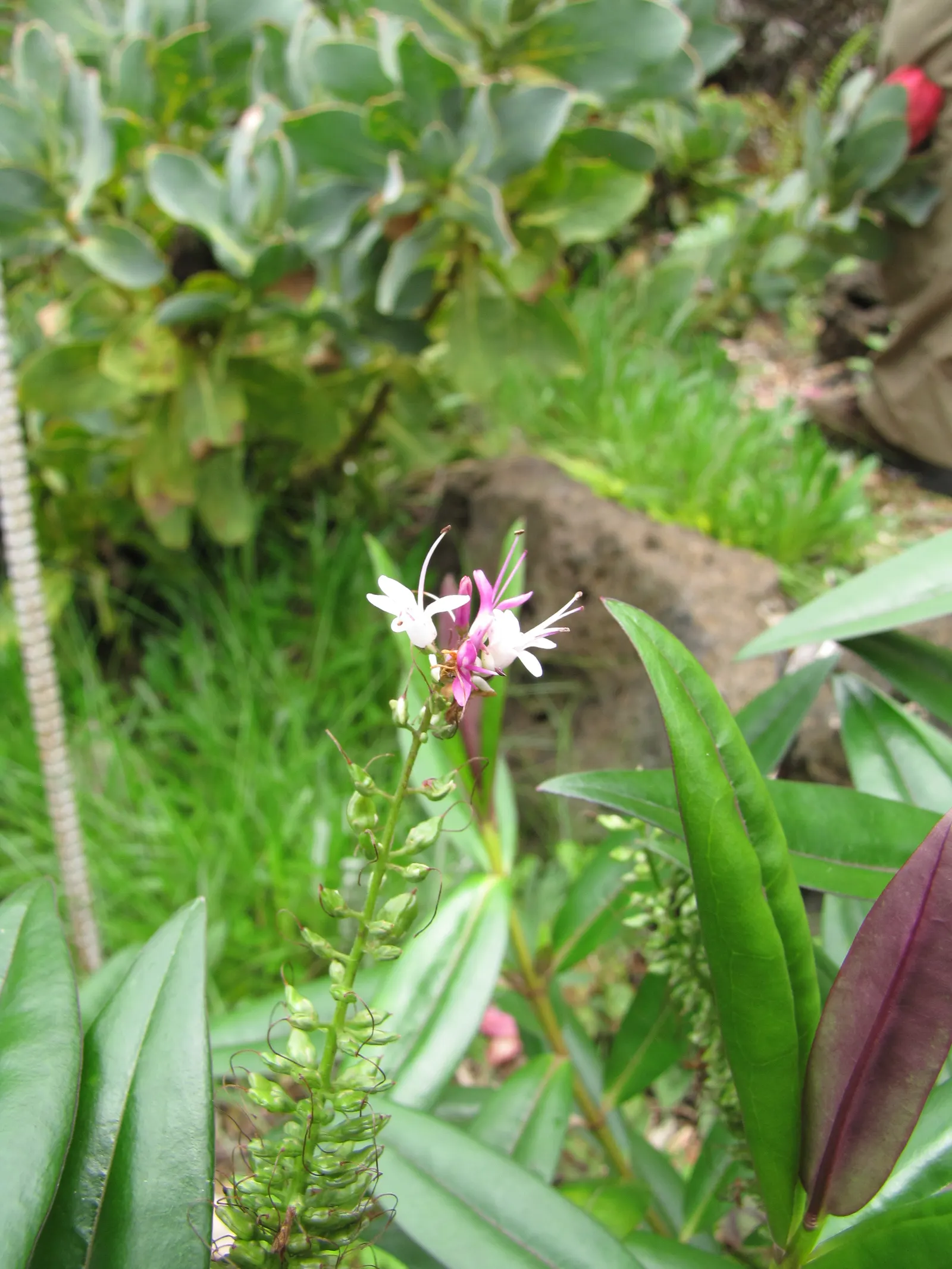 Evergreen Veronicas (Hebe Species) — these robust plants are characterized by their glossy