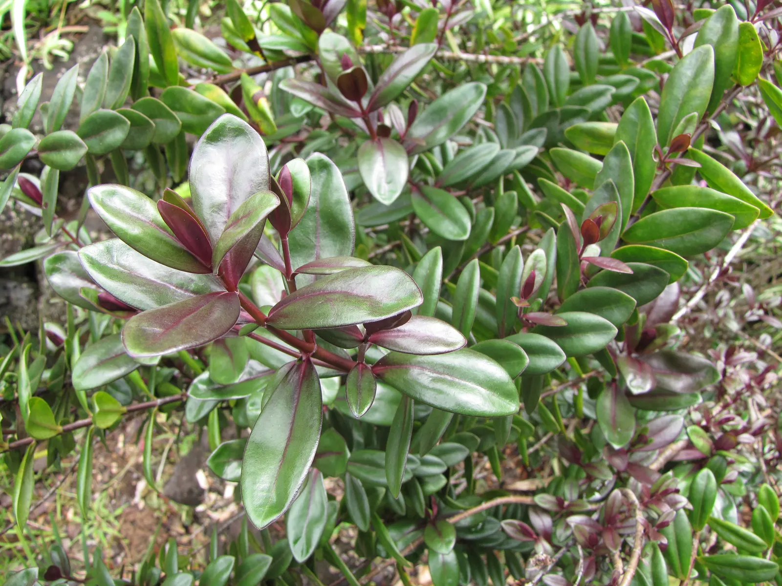 Evergreen Veronicas (Hebe Species) — Suitable as a specimen or hedge plant; leathery leaves that can range in color from deep green to variegated, image 77