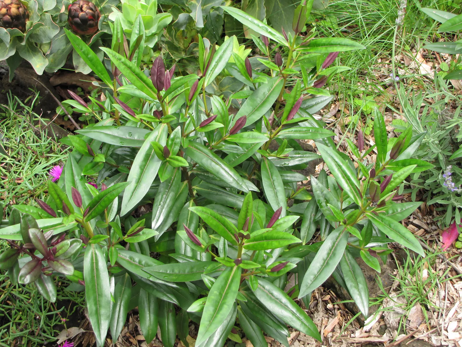 Evergreen Veronicas (Hebe Species) — they are drought-tolerant