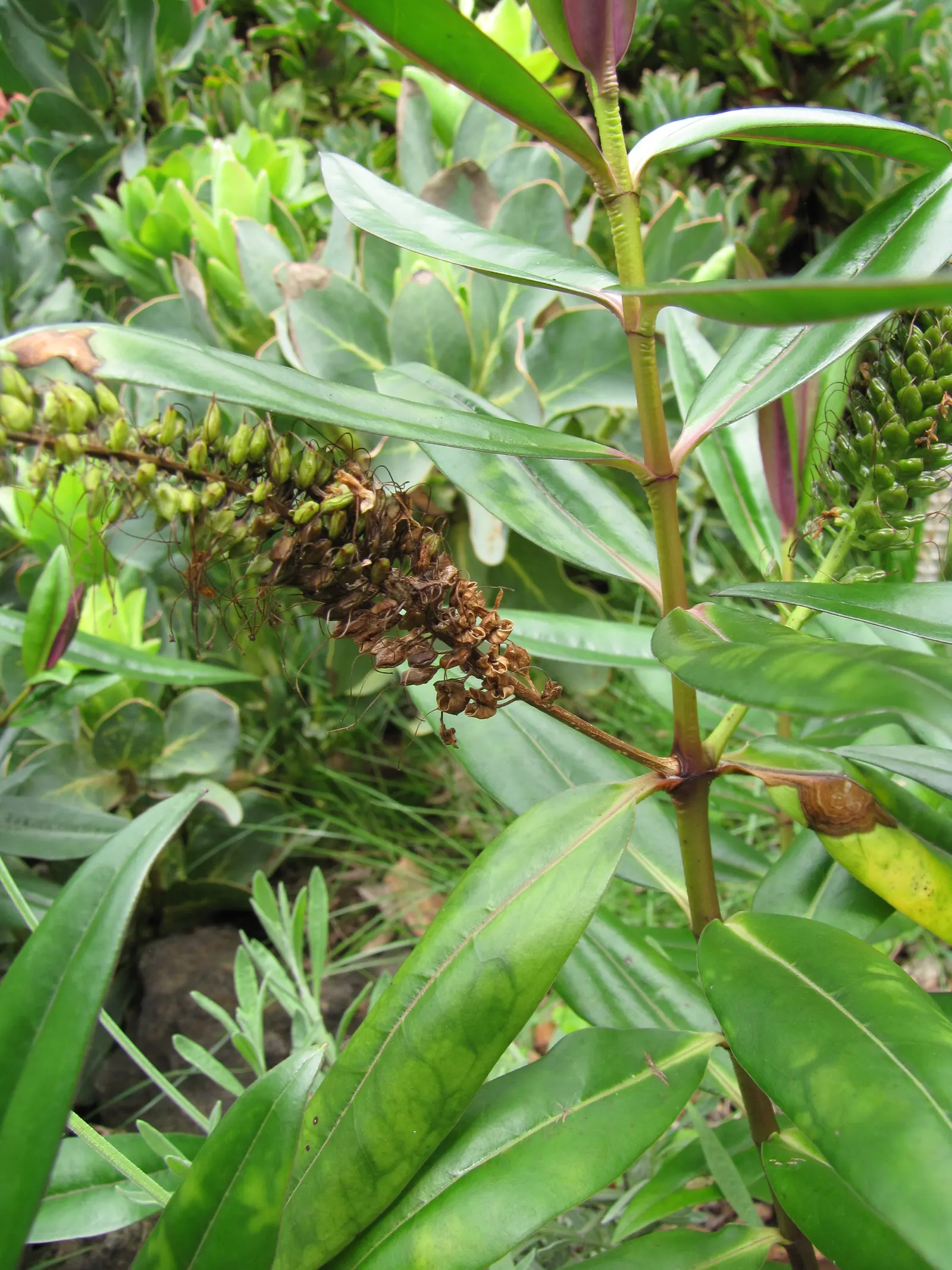 Evergreen Veronicas (Hebe Species) — They flourish in USDA Hardiness Zones 8 to 11; they are drought-tolerant