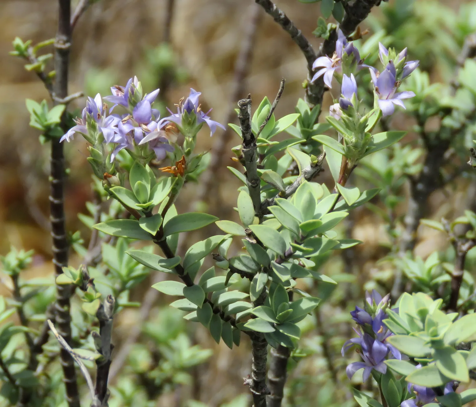 Evergreen Veronicas (Hebe Species) — Thriving in zones 7-10, Hebe prefers well-drained soil and full to partial sun exposure; making them a low-maintenance