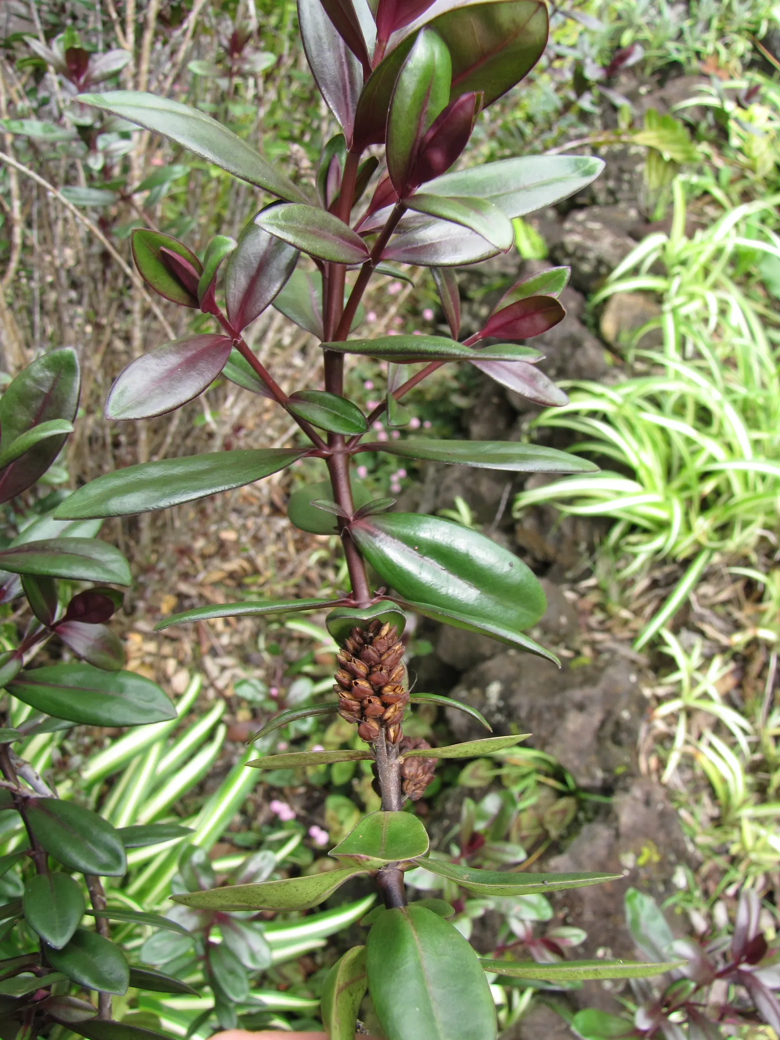 Evergreen Veronicas (Hebe Species) — commonly referred to as Hebe