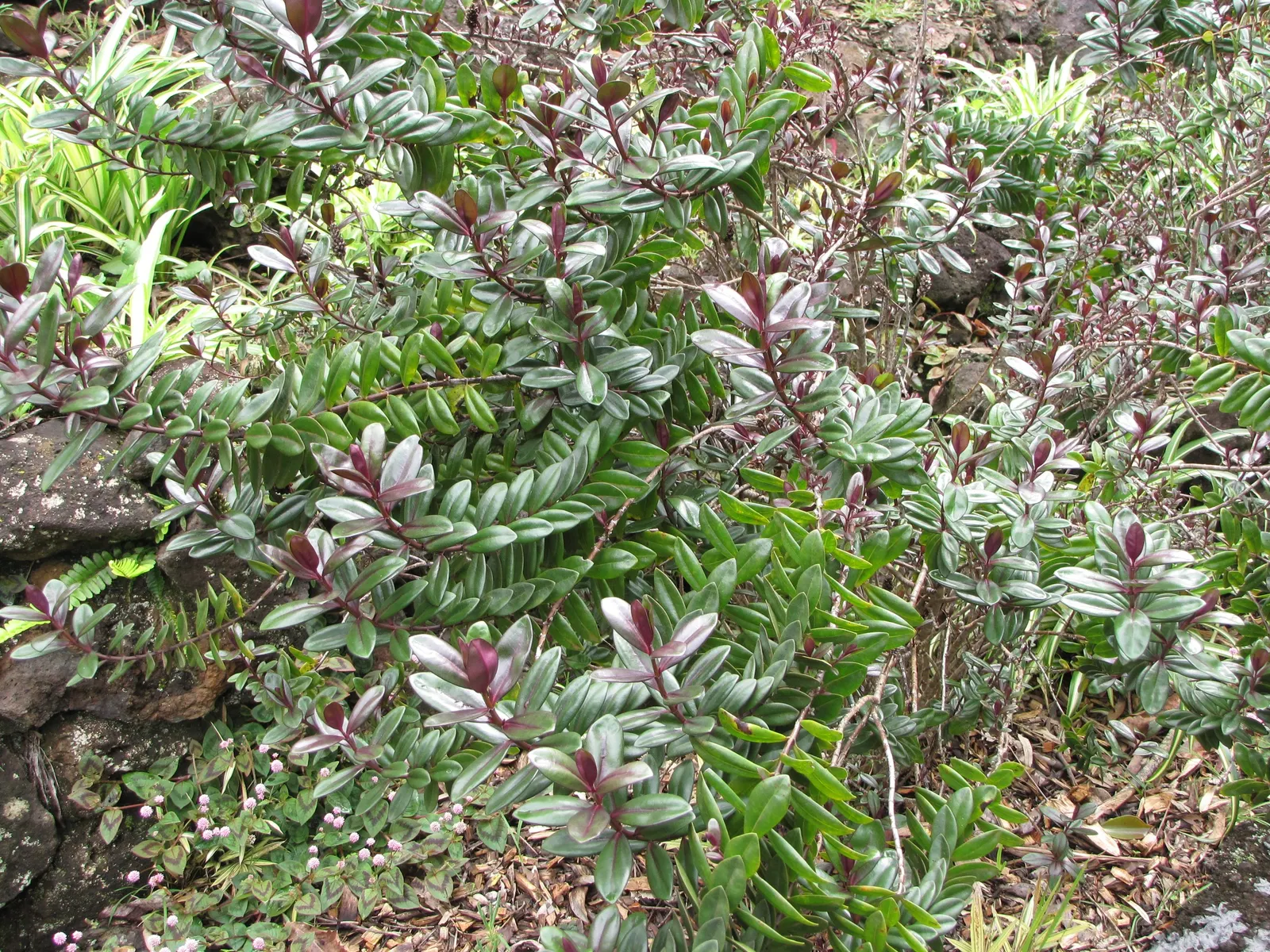 Evergreen Veronicas (Hebe Species) — as well as their compact and rounded growth habit that typically reaches heights of 1 to 3 feet; spiky, image 57