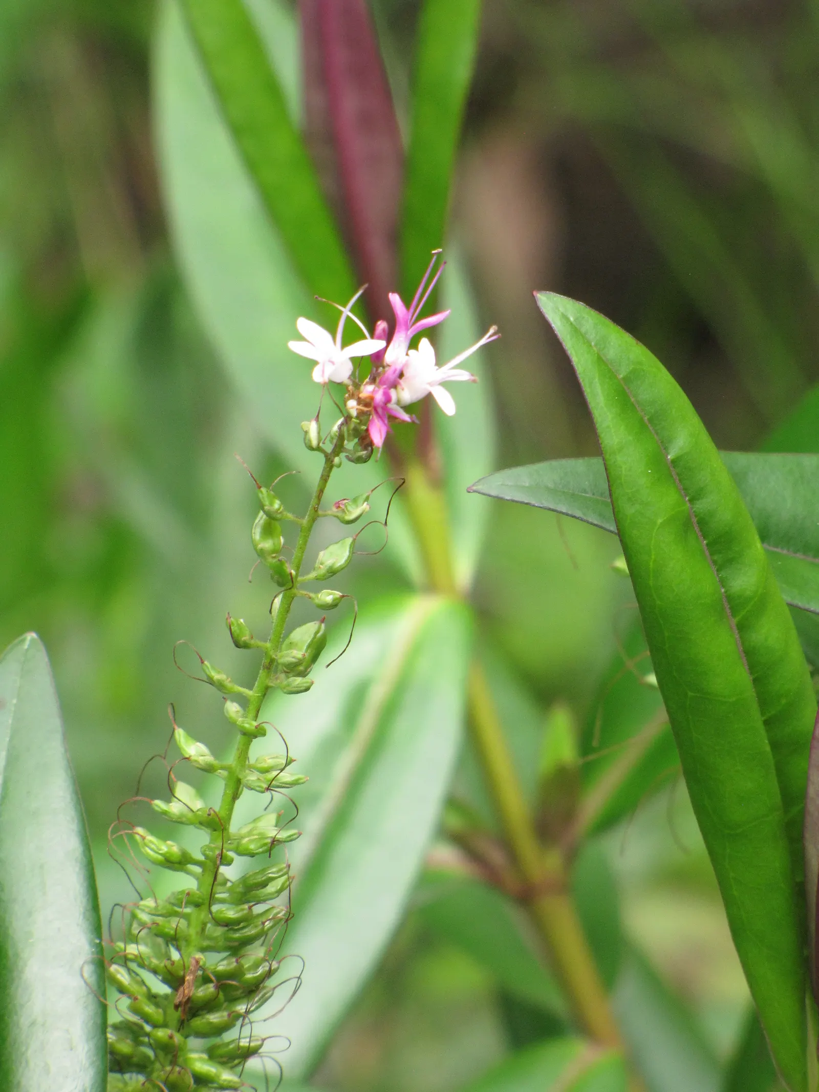 Evergreen Veronicas (Hebe Species) — The small but profuse flowers arrange themselves in dense; typically reaching 3-10 feet in height with a similar spread