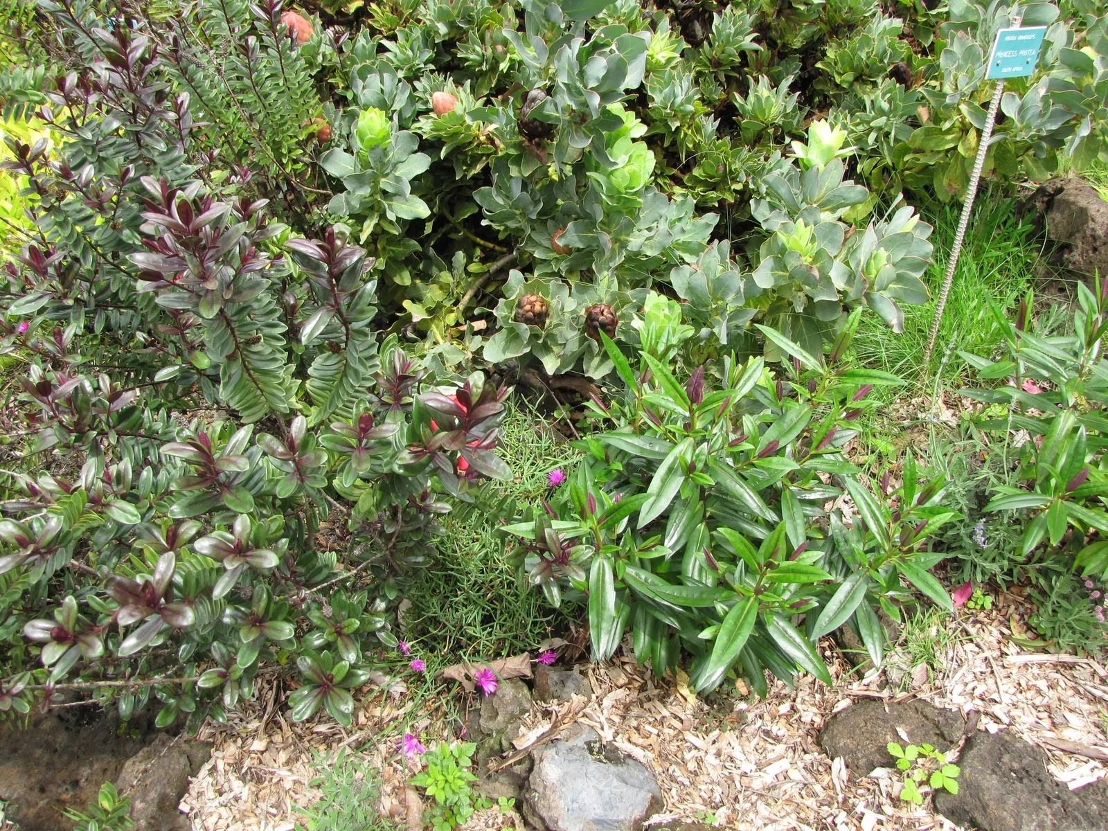 Evergreen Veronicas (Hebe Species) — They are well-suited for use in borders, as groundcover, or as a focal point in a mixed bed; commonly referred, image 63