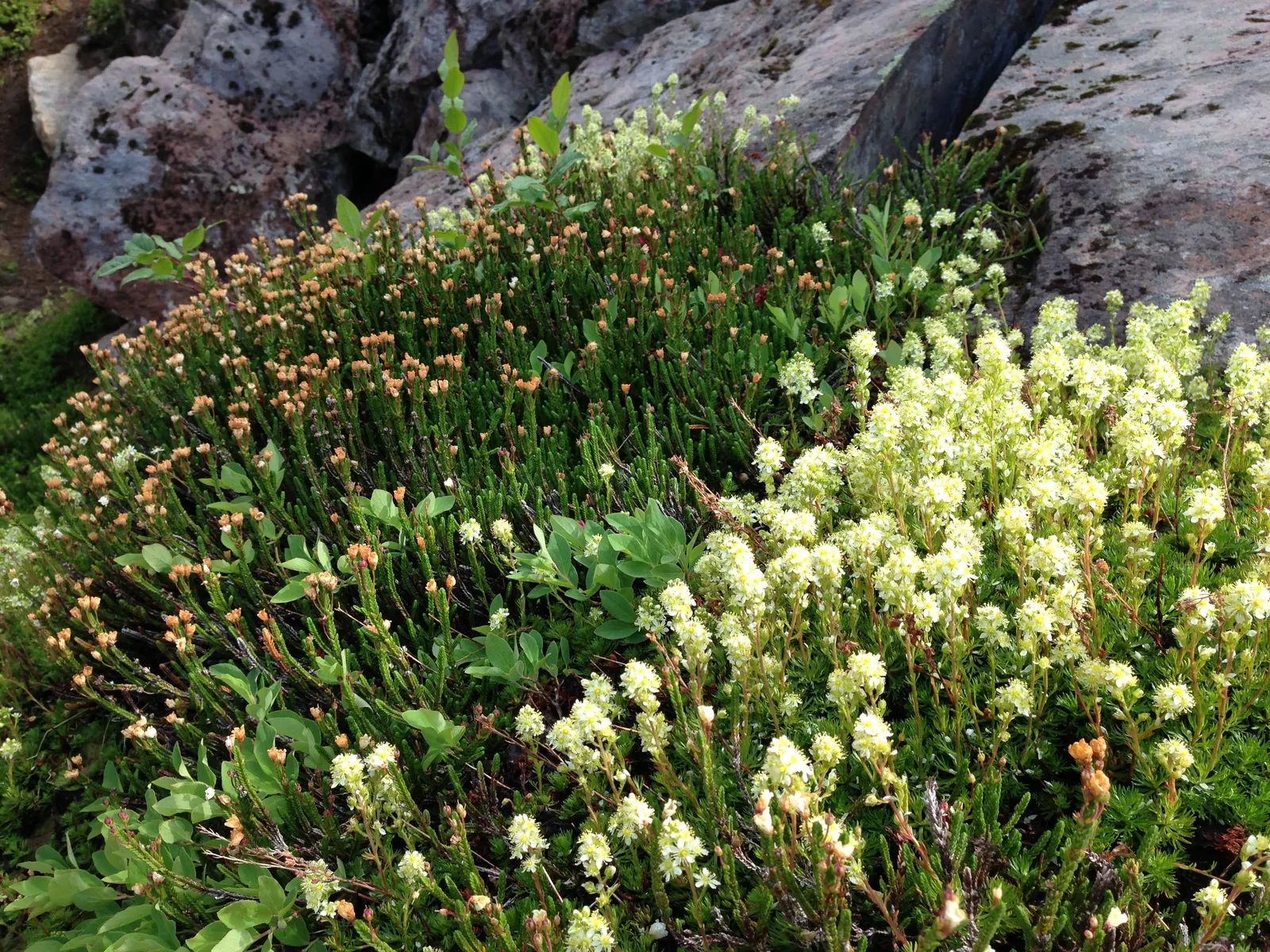 Evergreen Veronicas (Hebe Species) — Suitable as a specimen or hedge plant; leathery leaves that can range in color from deep green to variegated, image 53