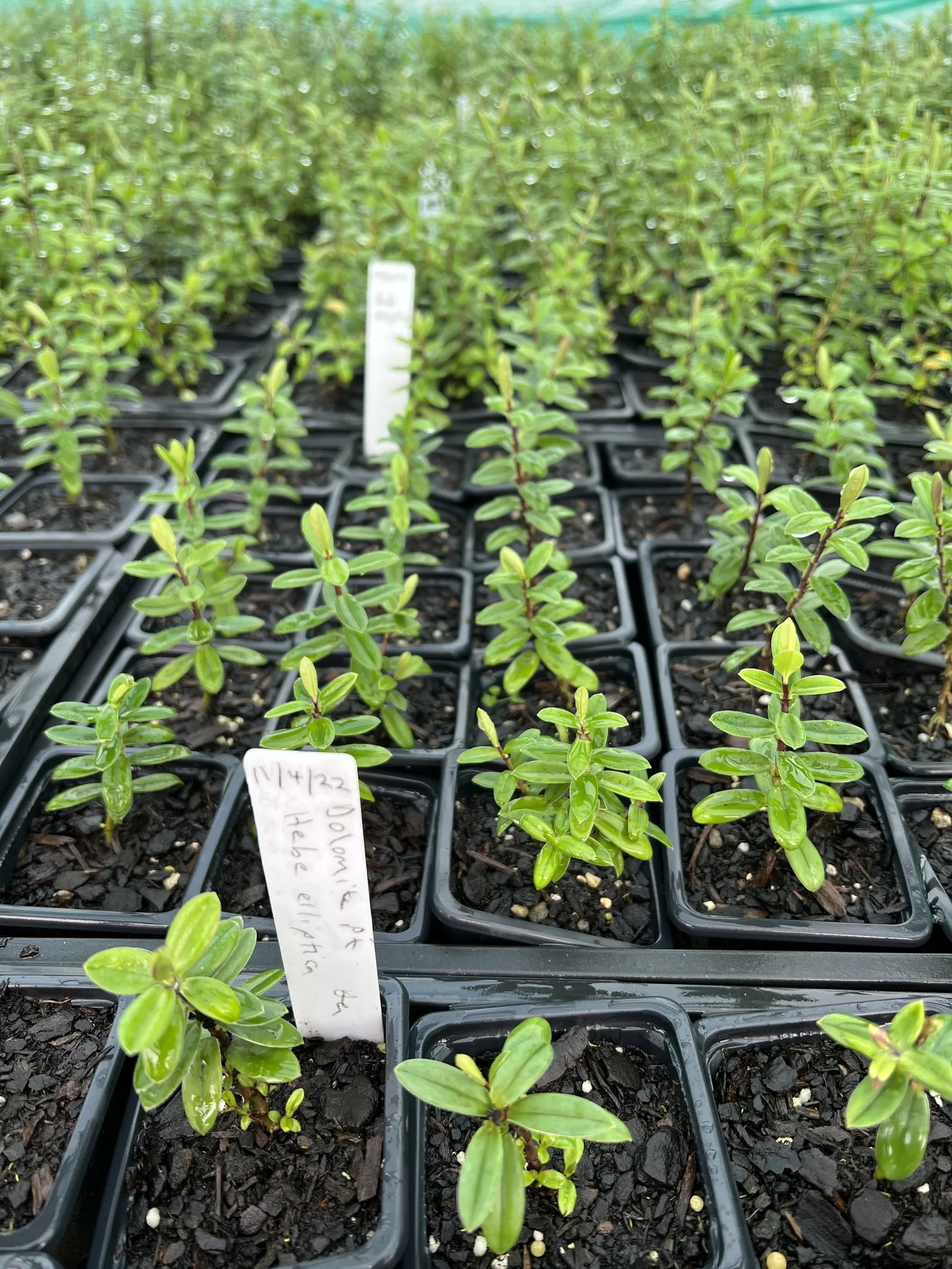 Evergreen Veronicas (Hebe Species) — evergreen garden all year round