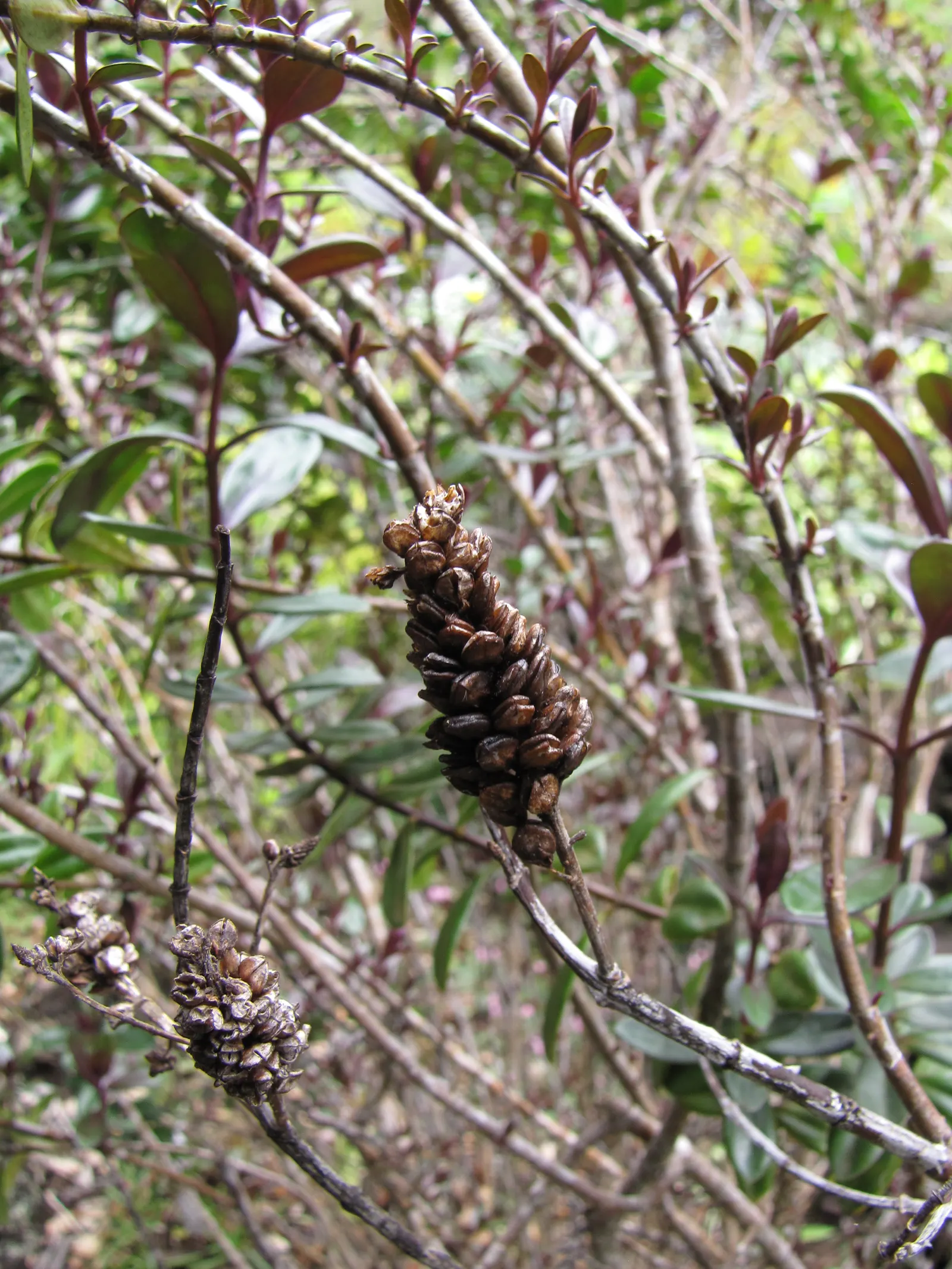 Evergreen Veronicas (Hebe Species) — Minimal pruning maintains its neat appearance, making it a low-maintenance addition to any garden design; hebe is a