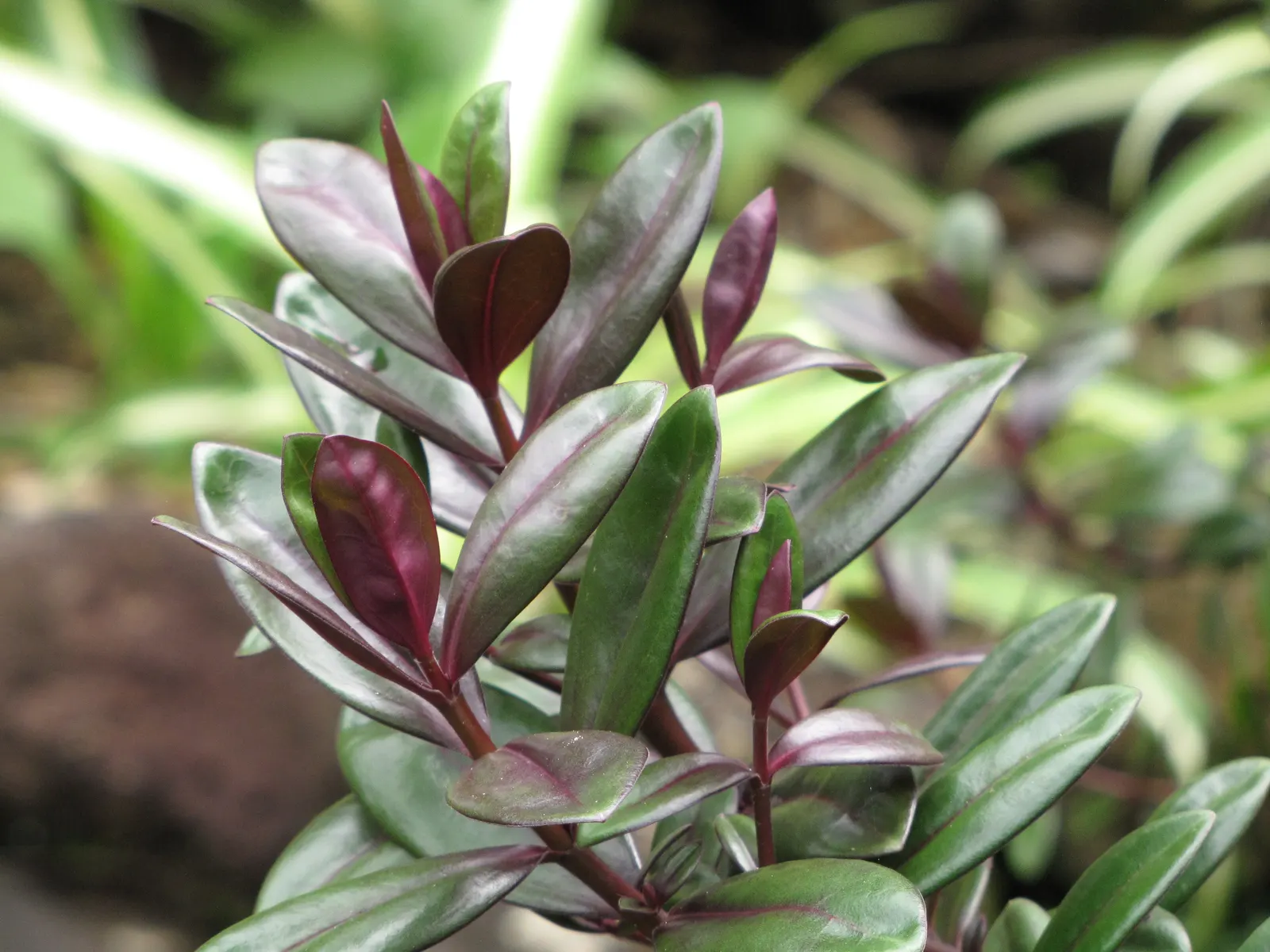 Evergreen Veronicas (Hebe Species) — shrub for full or half
