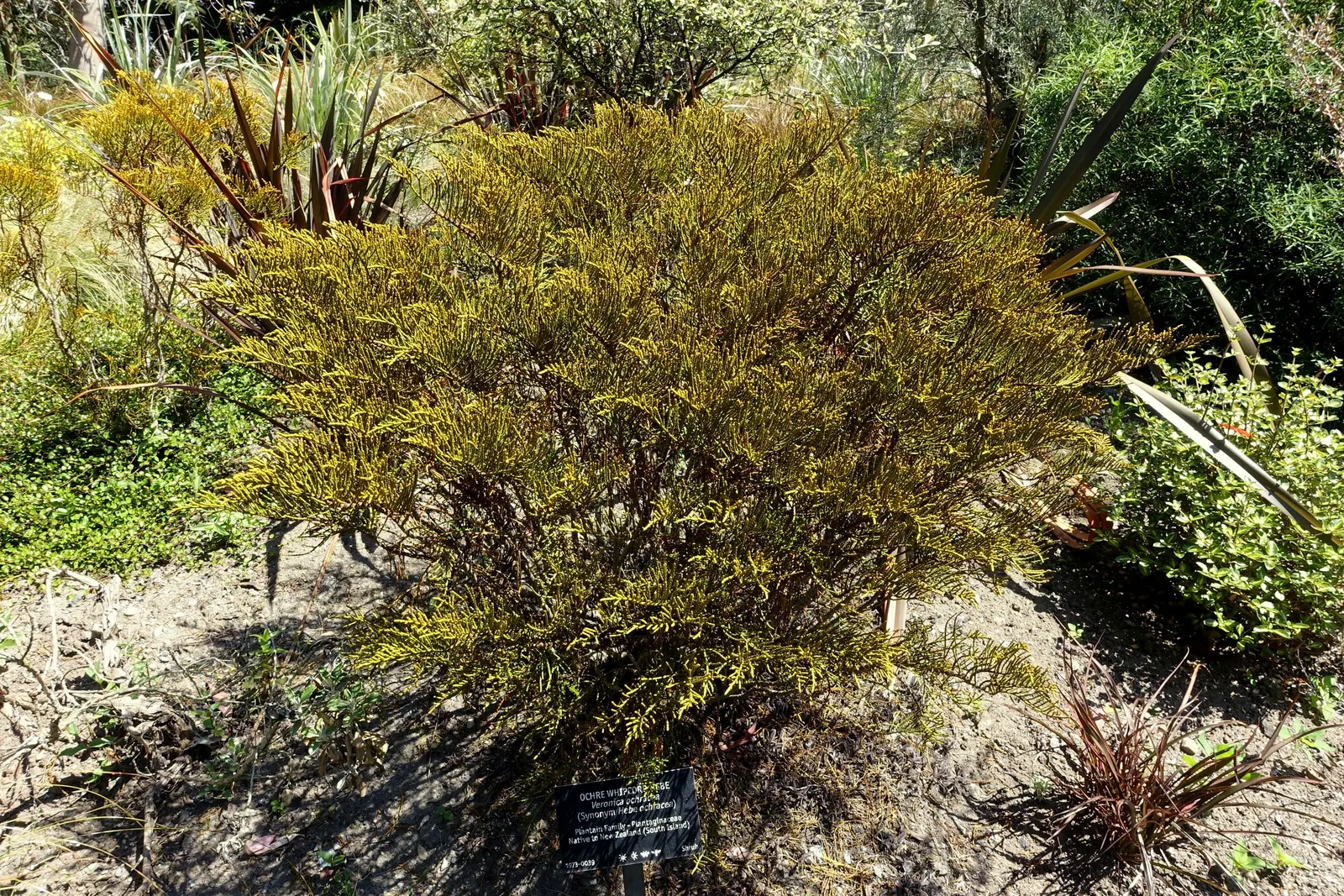 Evergreen Veronicas (Hebe Species) — lavender and pink and purple flowers in the garden; these robust plants are characterized by their glossy