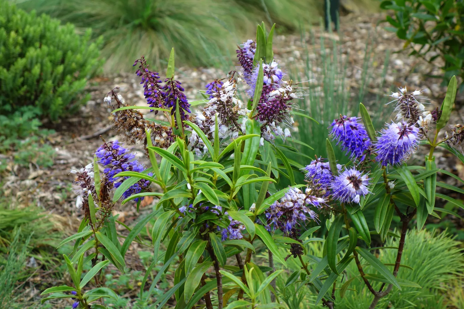 Evergreen Veronicas (Hebe Species) — They flourish in USDA Hardiness Zones 8 to 11; they are drought-tolerant, image 68