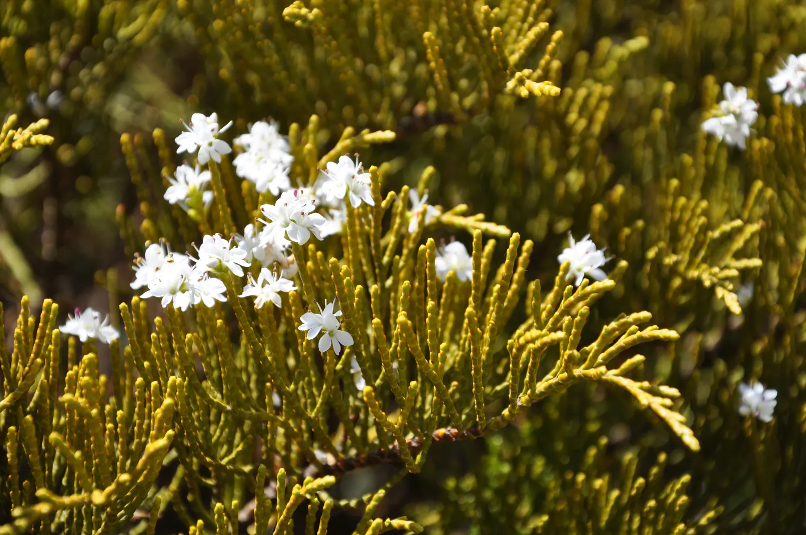 Evergreen Veronicas (Hebe Species) — They are well-suited for use in borders, as groundcover, or as a focal point in a mixed bed
