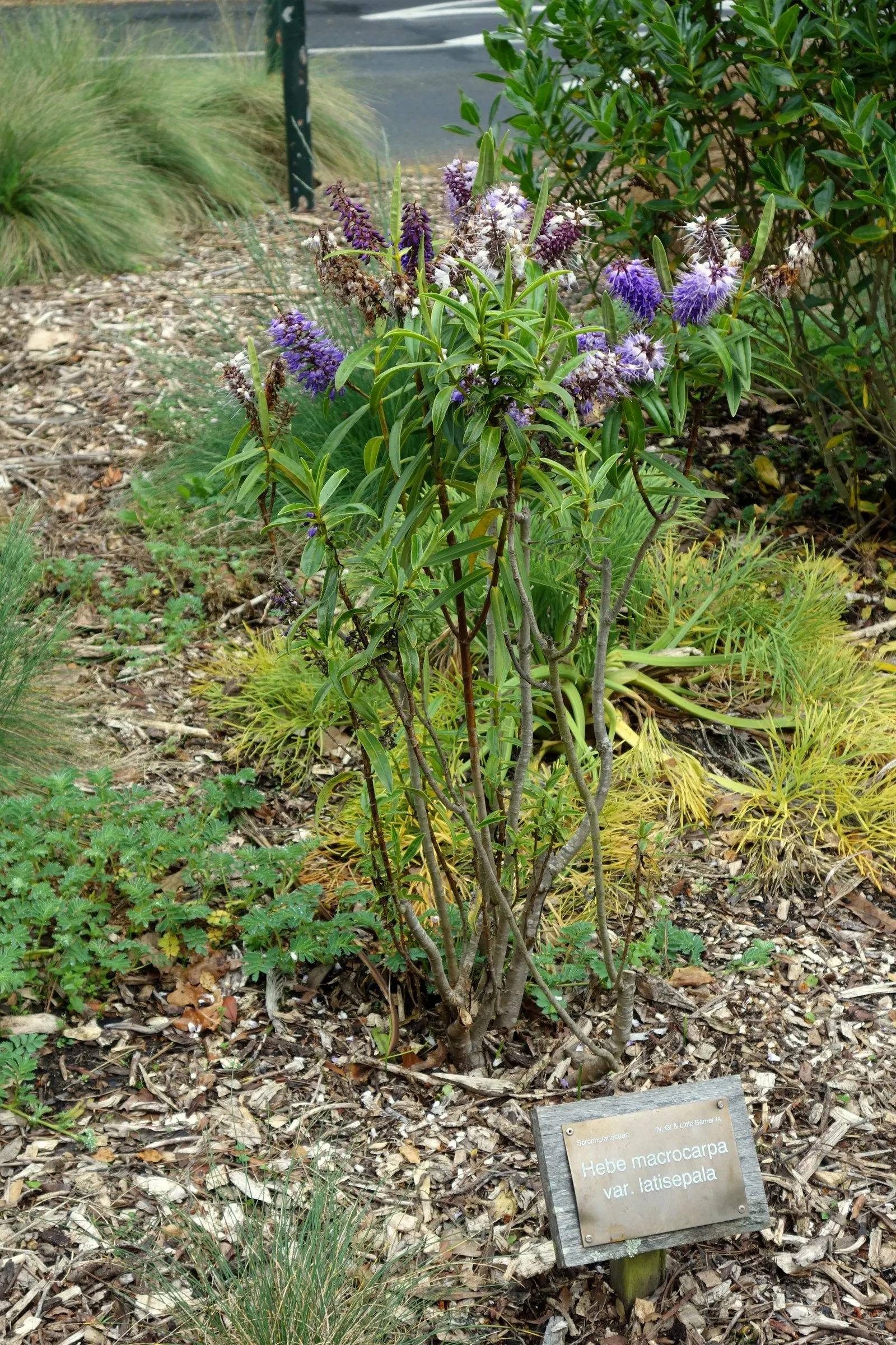Evergreen Veronicas (Hebe Species) — commonly referred to as Hebe; they are well-suited for use in borders, as groundcover, or as a focal point in, image 78