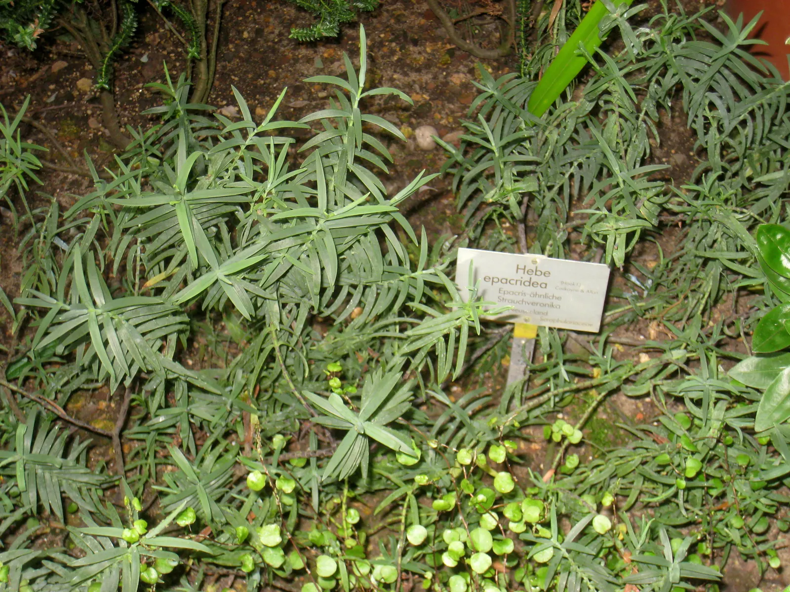 Evergreen Veronicas (Hebe Species) — Suitable as a specimen or hedge plant; leathery leaves that can range in color from deep green to variegated hues