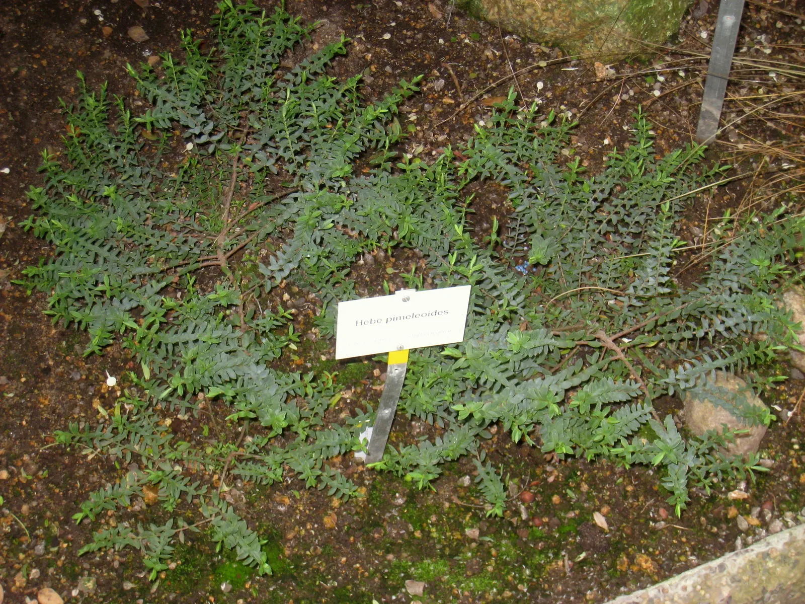 Evergreen Veronicas (Hebe Species) — Suitable as a specimen or hedge plant