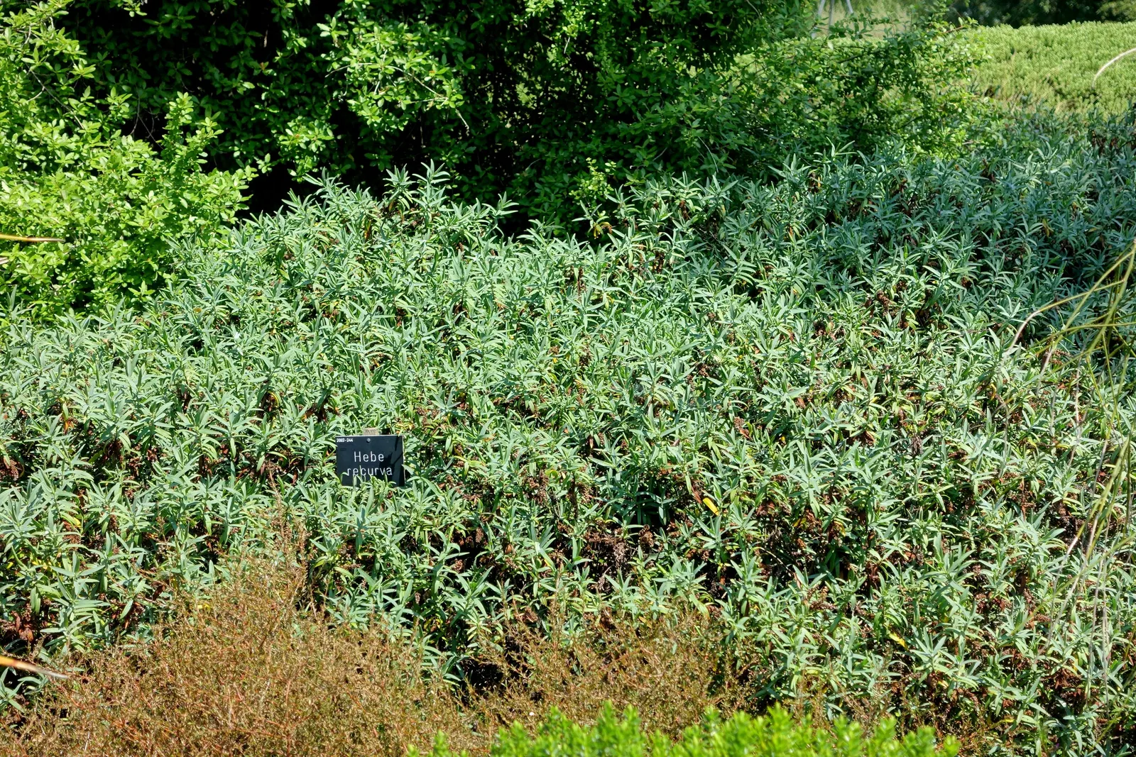 Evergreen Veronicas (Hebe Species) — The small but profuse flowers arrange themselves in dense