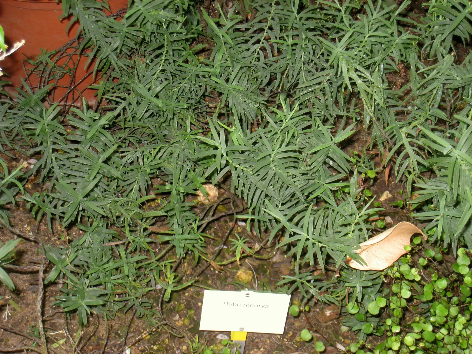 Evergreen Veronicas (Hebe Species) — They flourish in USDA Hardiness Zones 8 to 11