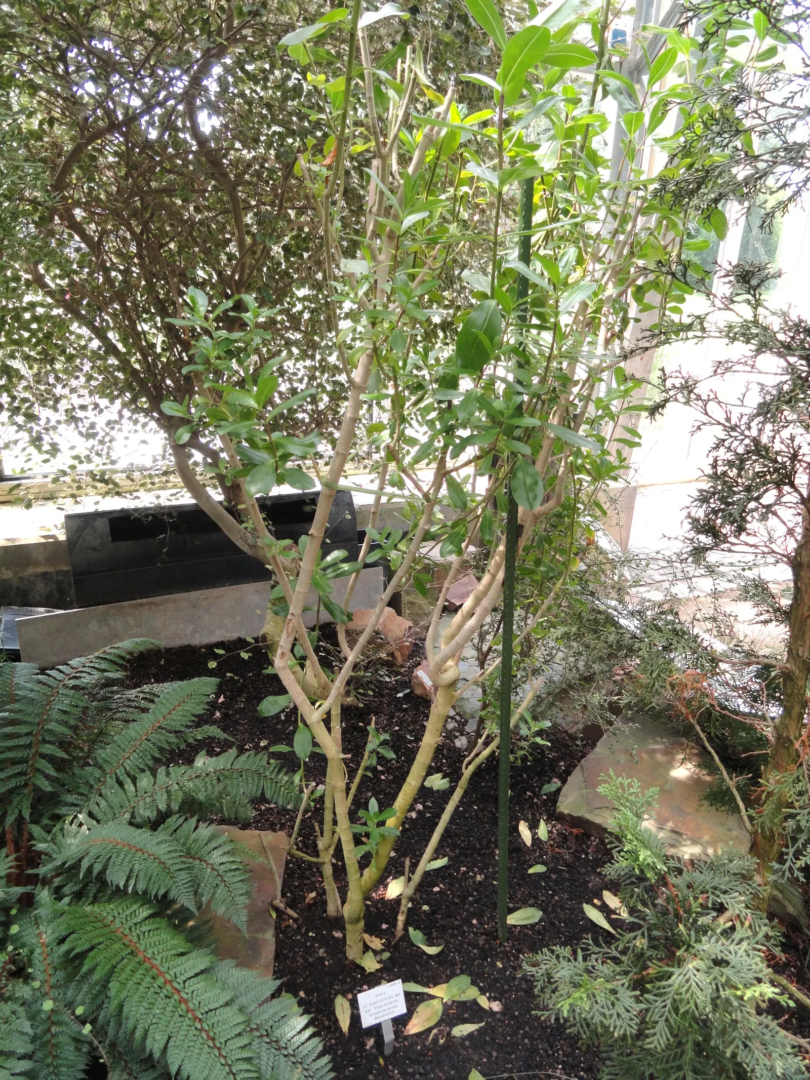 Evergreen Veronicas (Hebe Species) — shrub with lavender and pink and purple blooms; hebes offer great versatility, image 71