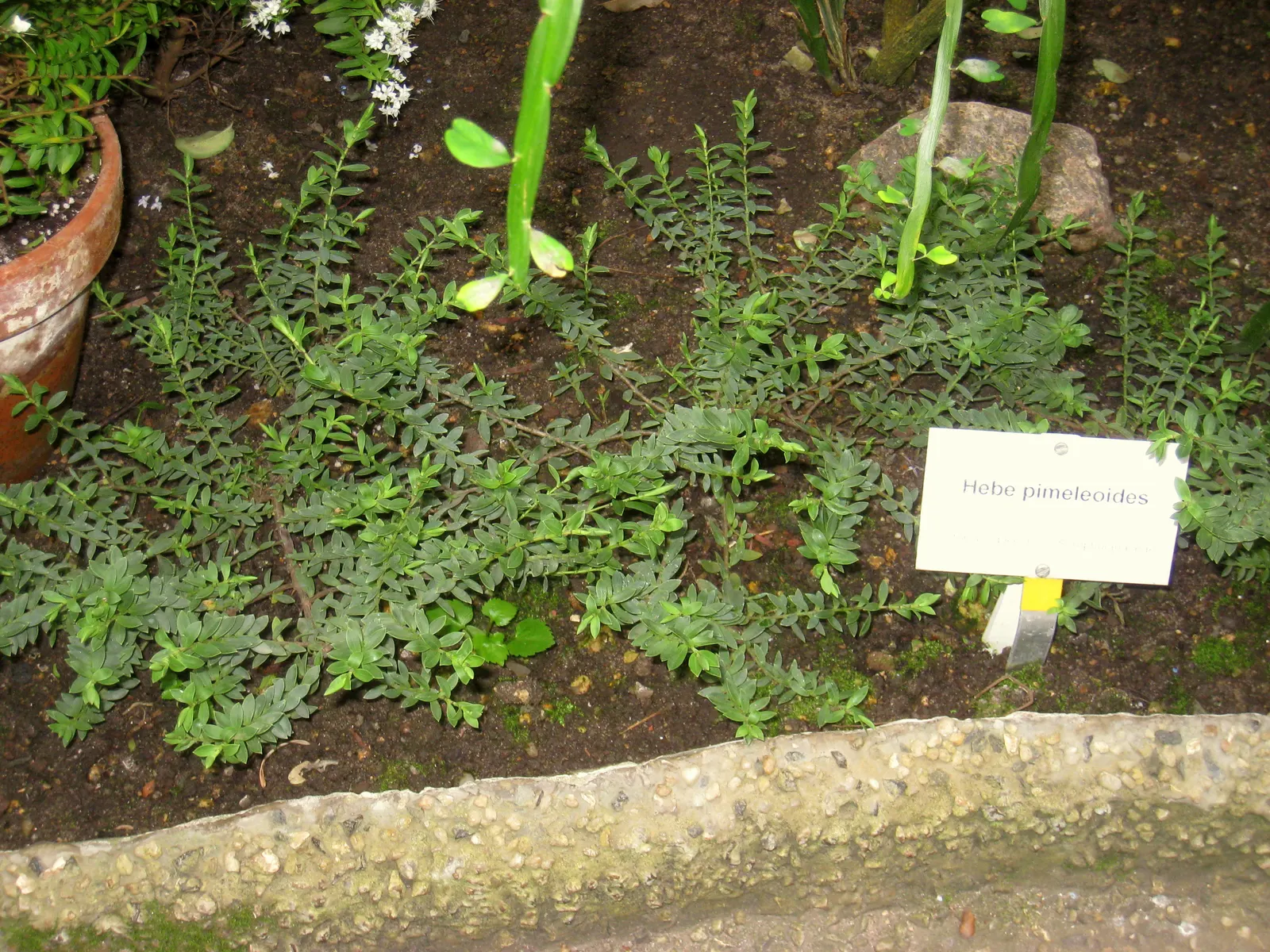 Evergreen Veronicas (Hebe Species) — The plants are resilient to coastal conditions; showcasing a spectrum of colors including white