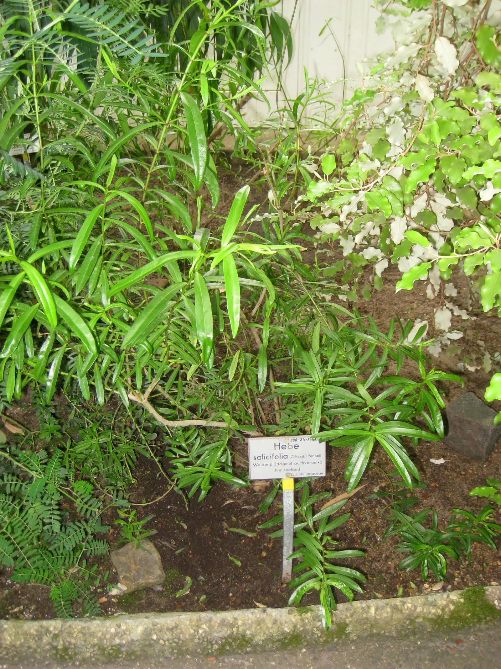 Evergreen Veronicas (Hebe Species) — which occurs from early summer to fall; hebes prefer well-draining soil and a position in full sun to partial, image 58