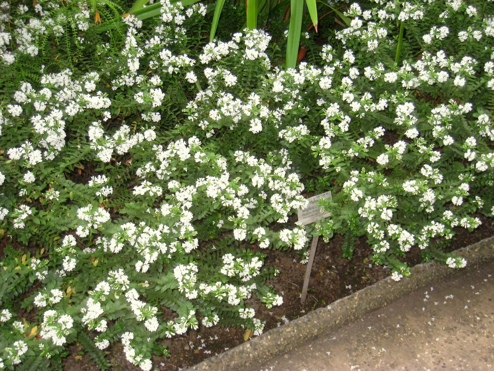 Evergreen Veronicas (Hebe Species) — as well as their compact and rounded growth habit that typically reaches heights of 1 to 3 feet; spiky inflorescences at