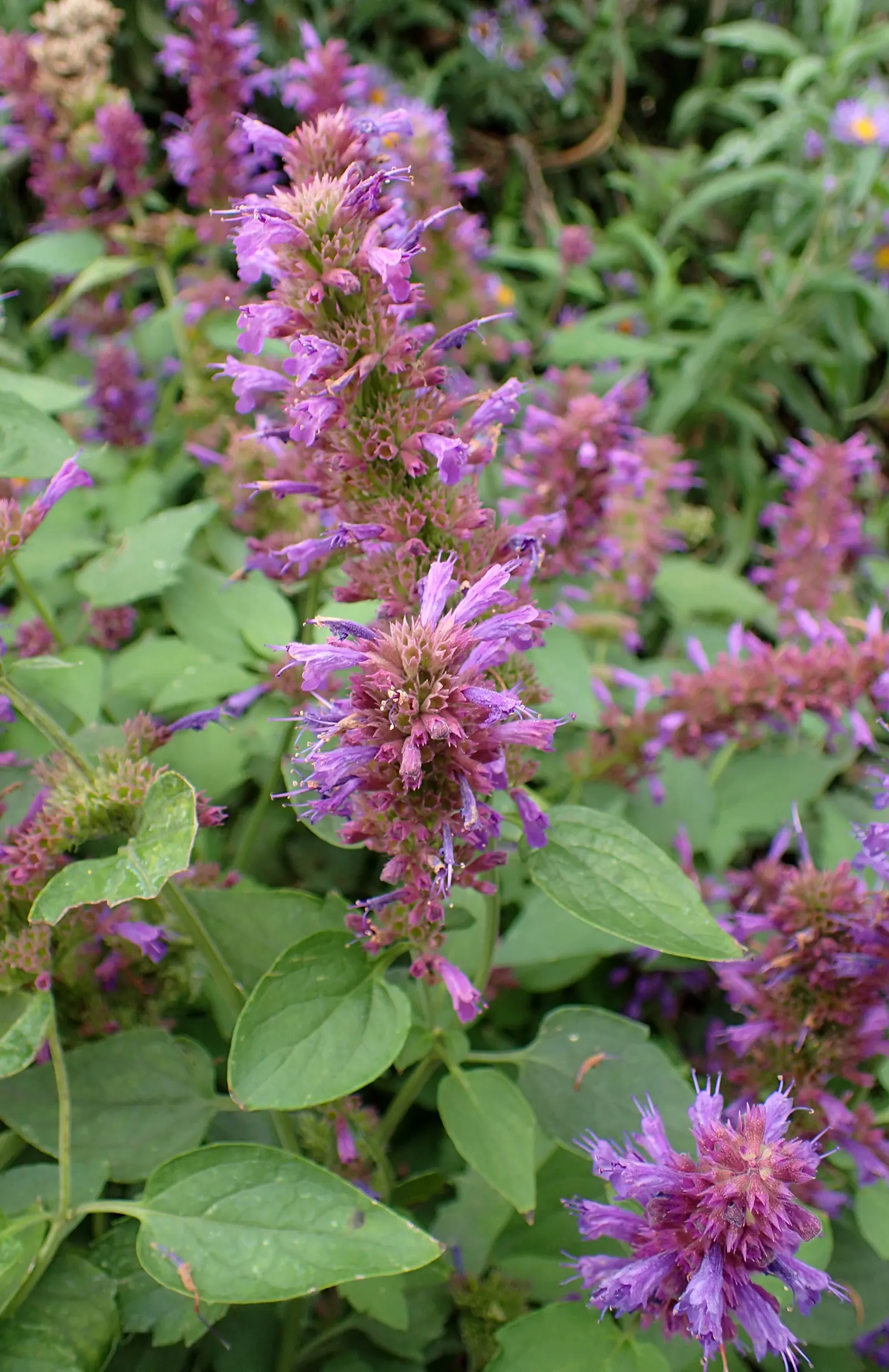 Blue Boa Agastache (Agastache Hybrid 'Blue Boa') — Its fragrant foliage and long-blooming flowers